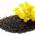 Rapeseed